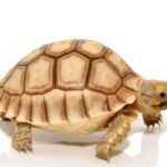 Baby Hypo Sulcata Tortoise For Sale