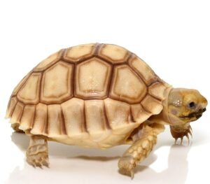 Baby Hypo Sulcata Tortoise For Sale