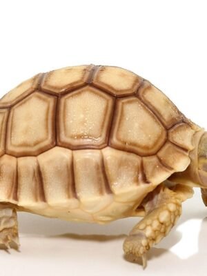 Baby Hypo Sulcata Tortoise For Sale