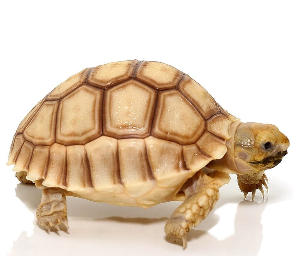 Baby Hypo Sulcata Tortoise For Sale