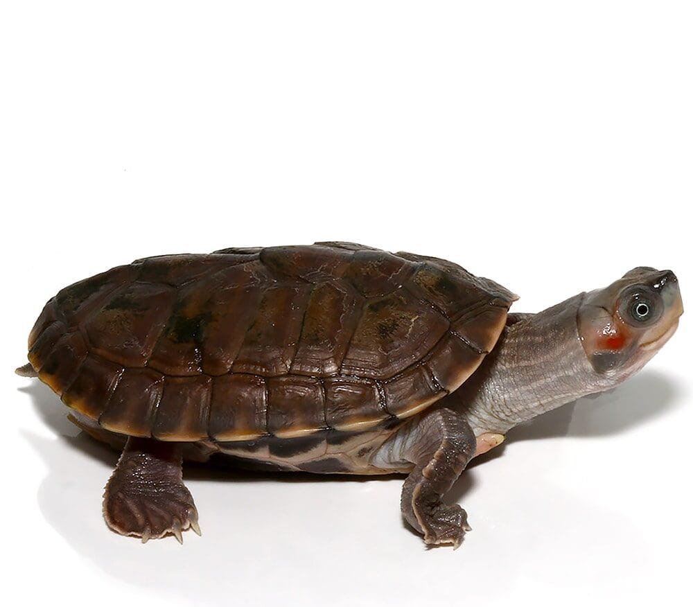 Indian Brown Roofed Turtle For Sale - Image 2
