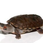 Indian Brown Roofed Turtle For Sale