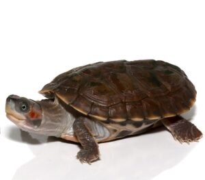 Indian Brown Roofed Turtle For Sale