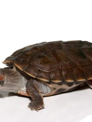 Indian Brown Roofed Turtle For Sale