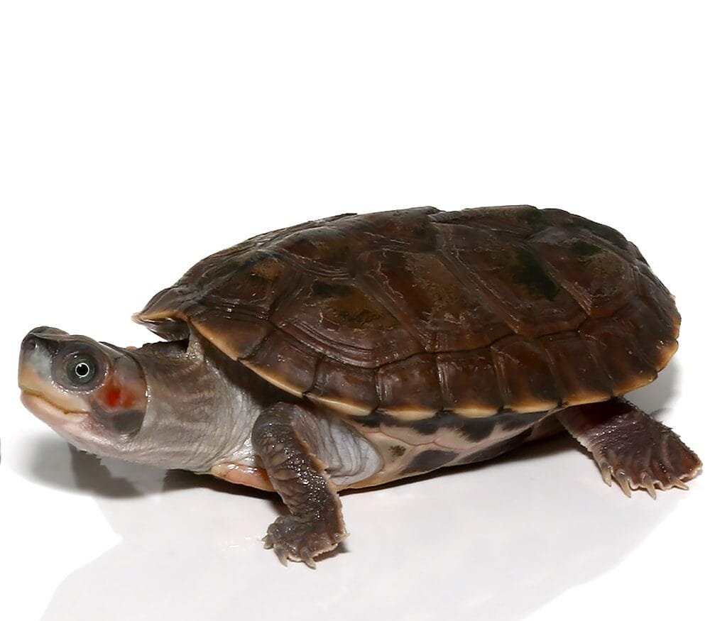 Indian Brown Roofed Turtle For Sale