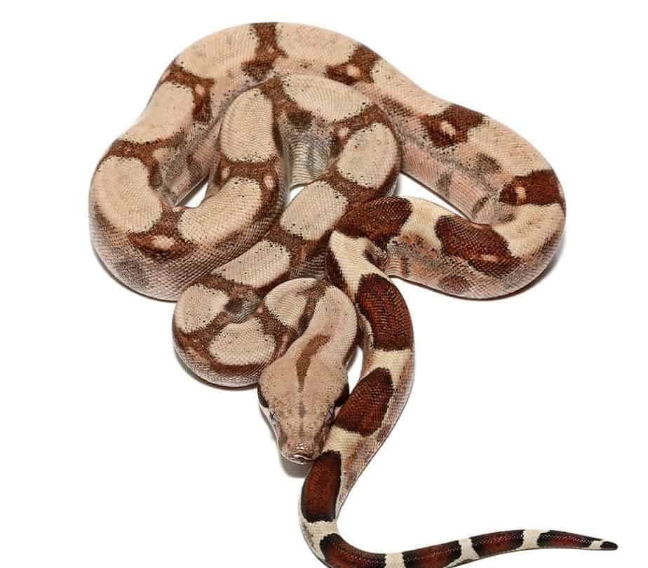 Jungle Fire Het T+ Albino Boa For Sale - Image 2