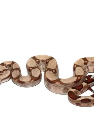 Jungle Fire Het T+ Albino Boa For Sale