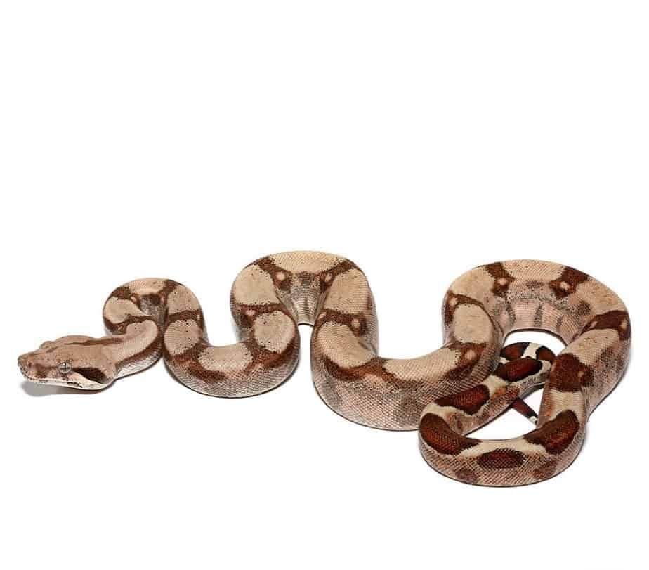 Jungle Fire Het T+ Albino Boa For Sale