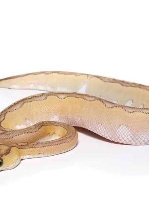 Pastel Lesser Blade Clown Ball Python For Sale