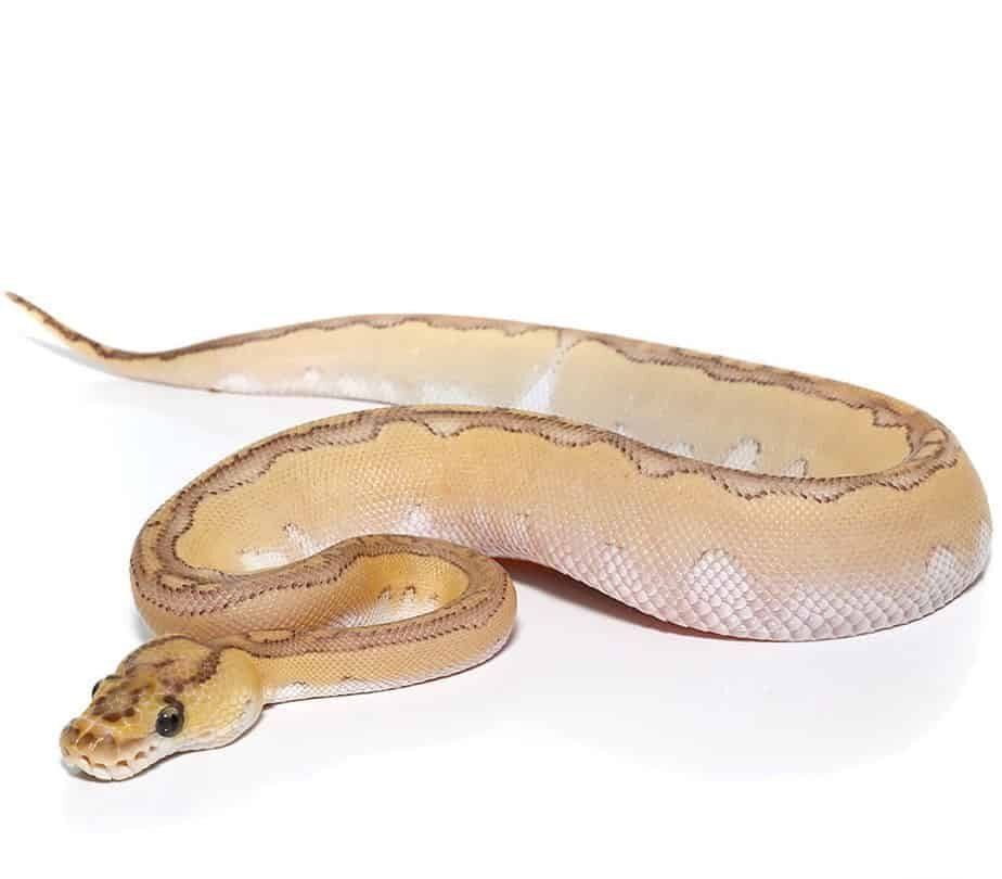Pastel Lesser Blade Clown Ball Python For Sale