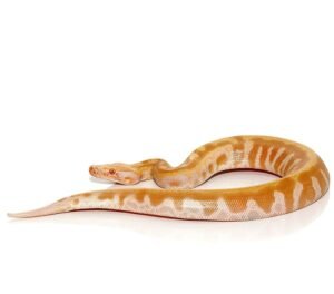 Baby T Negative Albino Blood Python