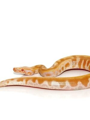 Baby T Negative Albino Blood Python