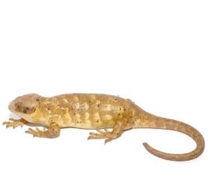 Baby Banana Phase Monkey Tail Skink For Sale