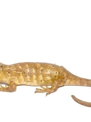 Baby Banana Phase Monkey Tail Skink For Sale