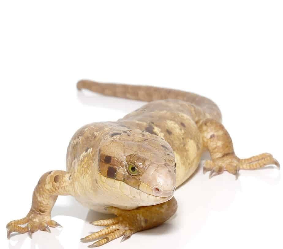 Baby Banana Phase Monkey Tail Skink For Sale - Image 2