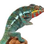 Bermanja Panther Chameleon For Sale
