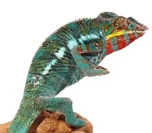 Bermanja Panther Chameleon For Sale