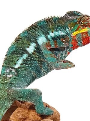 Bermanja Panther Chameleon For Sale
