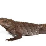 Cayman Brac Iguana For Sale