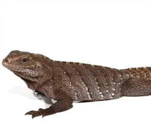 Cayman Brac Iguana For Sale