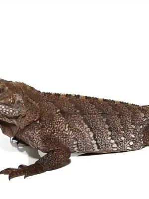 Cayman Brac Iguana For Sale