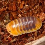 Jupiter Isopods For Sale