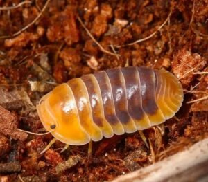 Jupiter Isopods For Sale