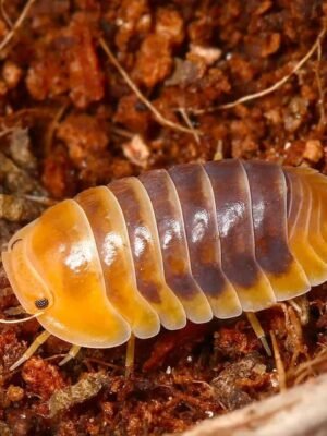 Jupiter Isopods For Sale
