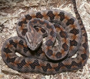 Elegant Pit Viper For Sale