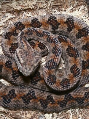 Elegant Pit Viper For Sale