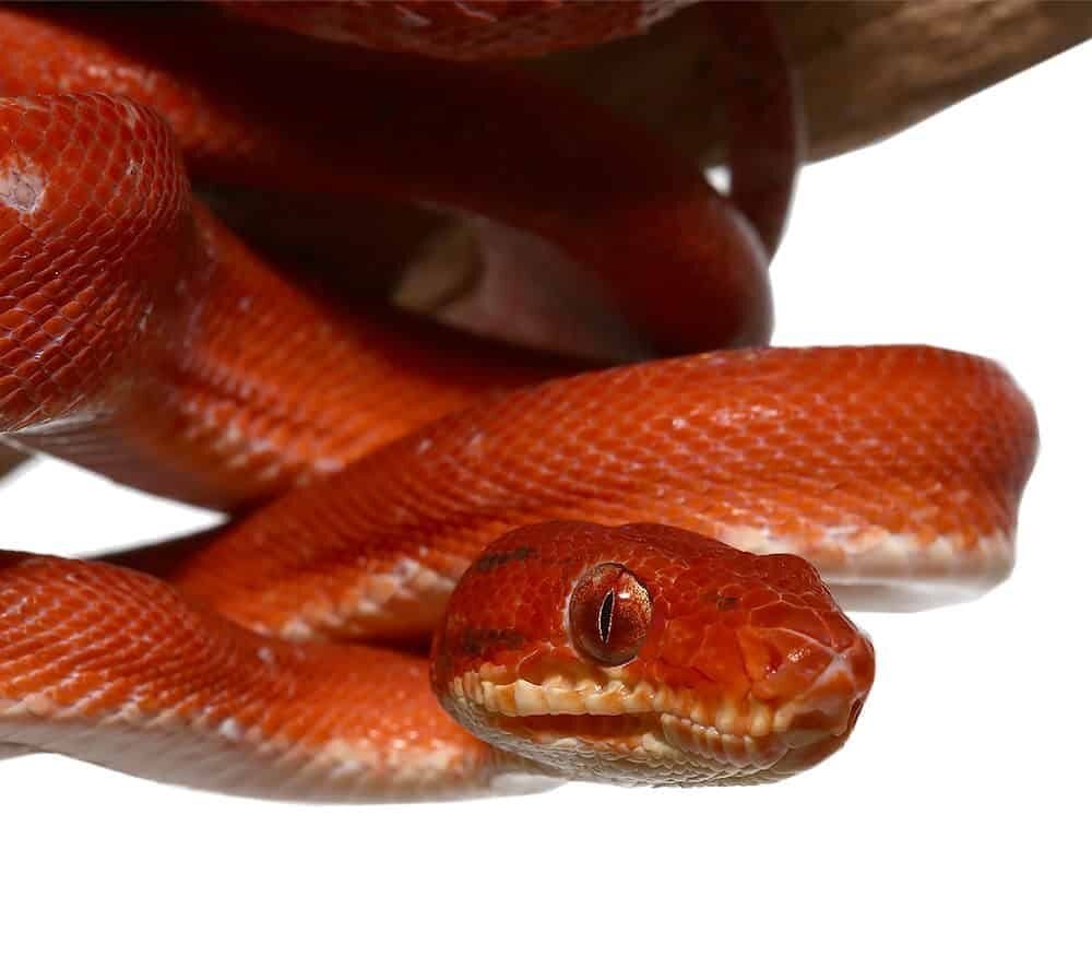 Red Calico Amazon Tree Boa For Sale - Image 2