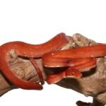 Red Calico Amazon Tree Boa For Sale