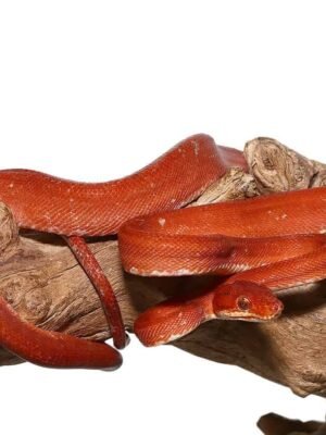 Red Calico Amazon Tree Boa For Sale