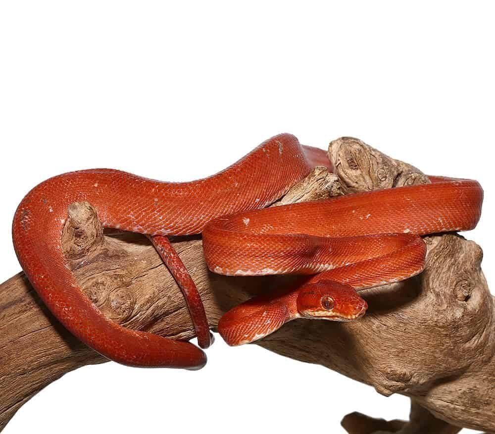 Red Calico Amazon Tree Boa For Sale