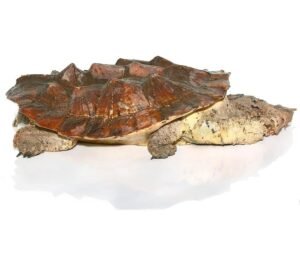 Giant Mata Mata Turtle For Sale