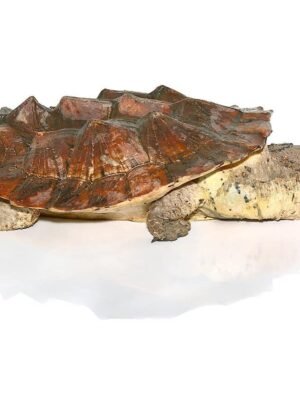 Giant Mata Mata Turtle For Sale
