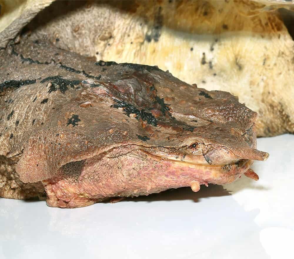 Giant Mata Mata Turtle For Sale - Image 2