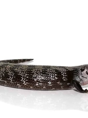 Axanthic Halmahera Blue Tongue Skink For Sale