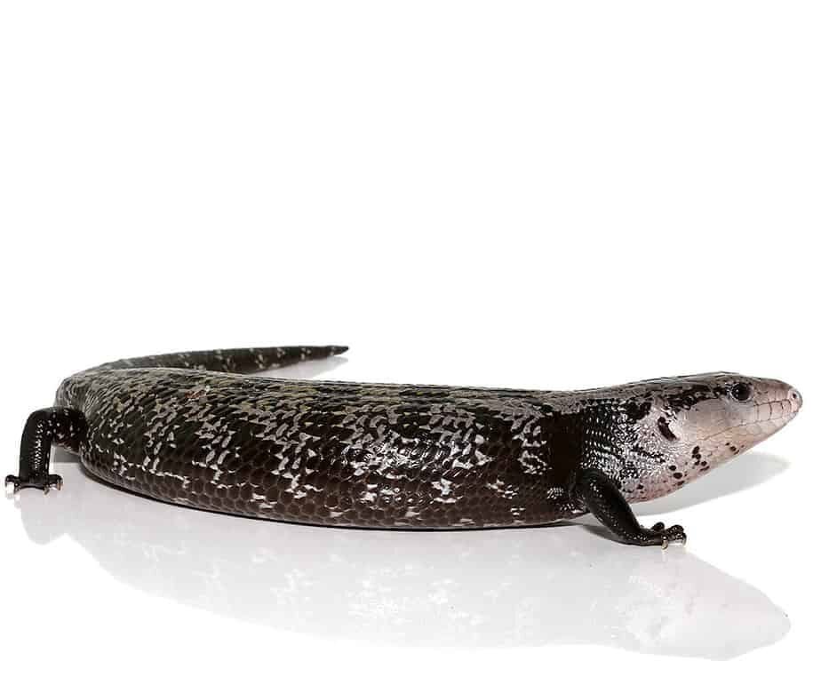 Axanthic Halmahera Blue Tongue Skink For Sale