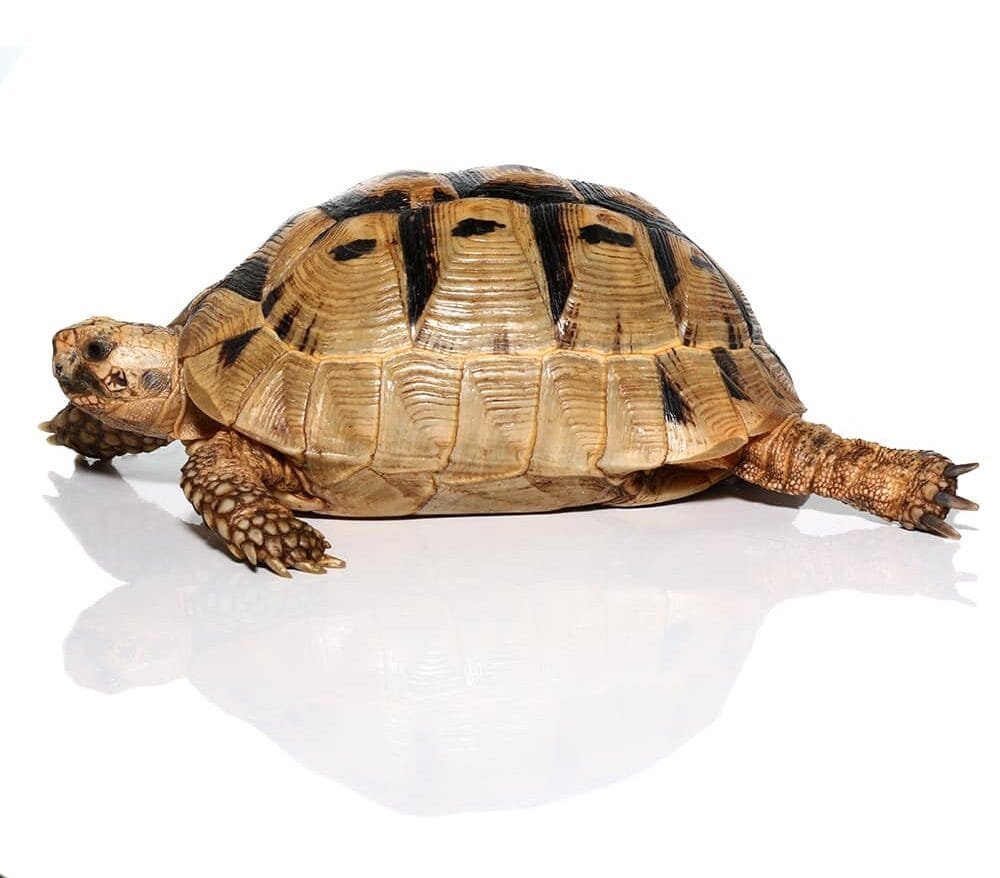 Tunisian Greek Tortoise Trio For Sale - Image 2