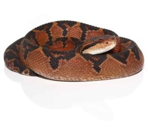 Bushmaster For Sale
