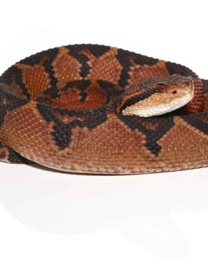 Bushmaster For Sale