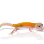 Tangerine RADAR Leopard Gecko For Sale