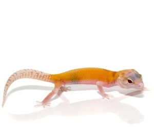 Tangerine RADAR Leopard Gecko For Sale
