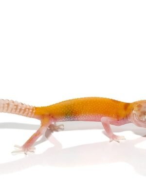 Tangerine RADAR Leopard Gecko For Sale