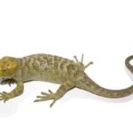 Keylime Monkey Tail Skink For Sale