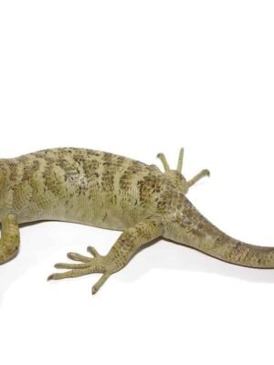 Keylime Monkey Tail Skink For Sale