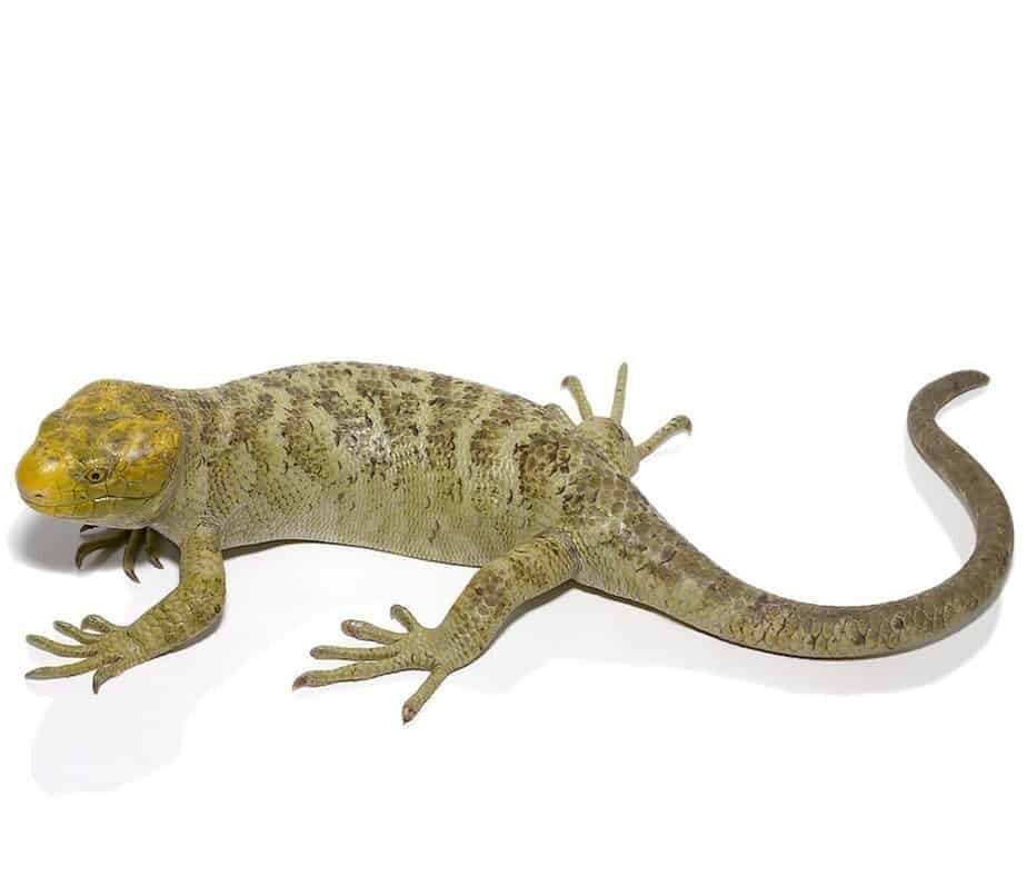 Keylime Monkey Tail Skink For Sale
