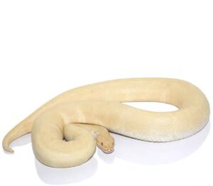 Albino Ball Python For Sale