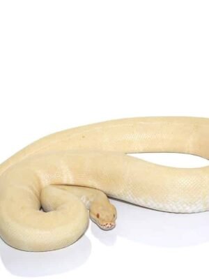 Albino Ball Python For Sale